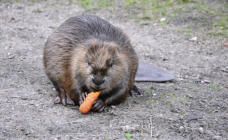 Biber lässt es sich schmecken - Foto: Pixabay (oohaja)