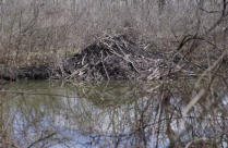 Biberbau - Foto: Pixabay (DJARTEK)