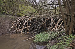 Biberdamm - Foto: Pixabay (JerzyGórecki)